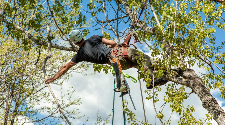 Arborist climbing cottonwood tree and dropping branch