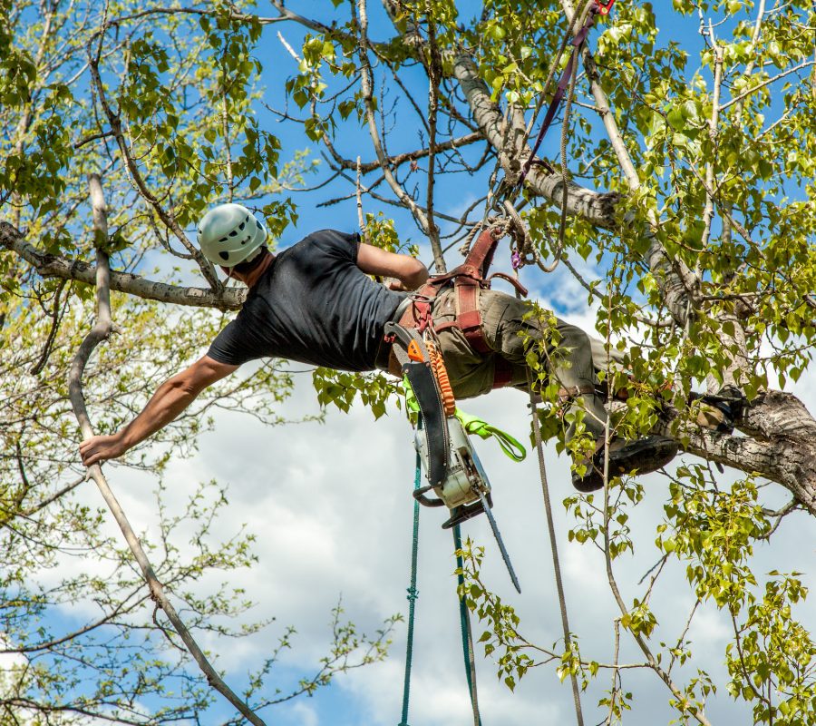 Arborist climbing cottonwood tree and dropping branch